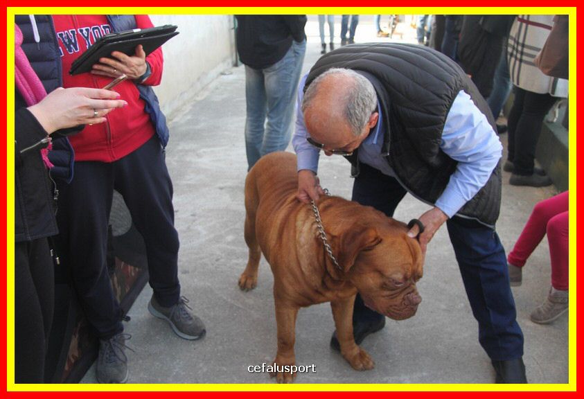 180311 mostra_canina 208.jpg